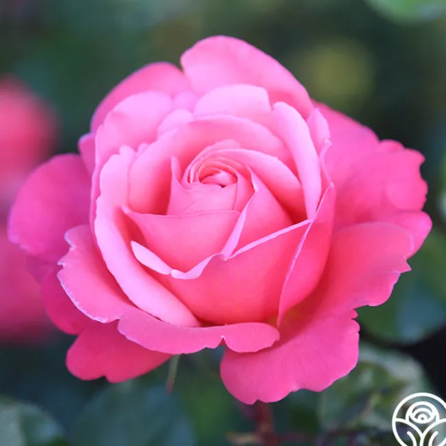 Pink Flamingo™>Heirloom Roses Hot