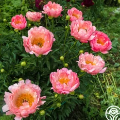 Pink Hawaiian Coral>Heirloom Roses New