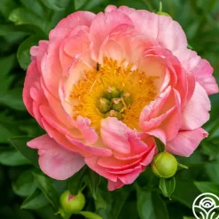 Pink Hawaiian Coral>Heirloom Roses New