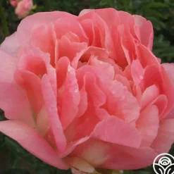Pink Hawaiian Coral><noscript><img width=