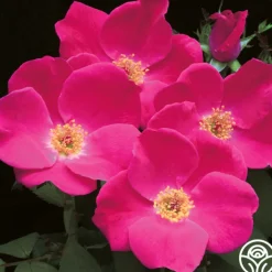 Pink Home Run>Heirloom Roses Outlet