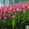 Pink Impression®>Heirloom Roses Hot