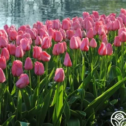 Pink Impression®>Heirloom Roses Hot
