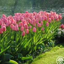 Pink Impression®><noscript><img width=