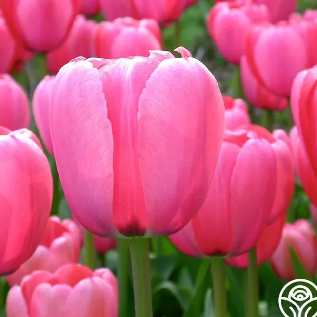 Pink Impression®>Heirloom Roses Hot