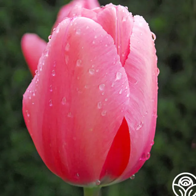 Pink Impression®>Heirloom Roses Hot