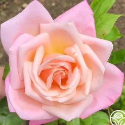 Pink Parfait>Heirloom Roses Best