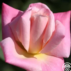 Pink Parfait>Heirloom Roses Best