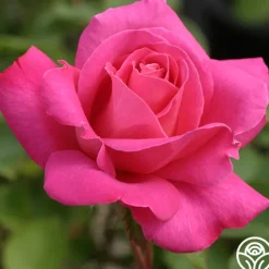 Pink Peace>Heirloom Roses Outlet