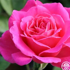 Pink Peace>Heirloom Roses Outlet