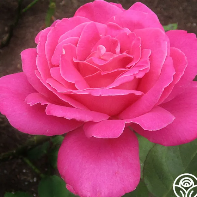 Pink Peace>Heirloom Roses Outlet