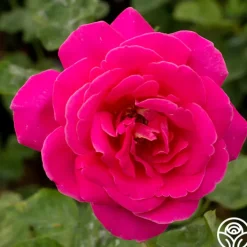 Pink Peace><noscript><img width=