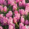 Pink Pearl>Heirloom Roses New