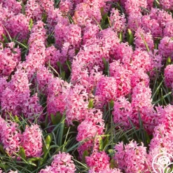 Pink Pearl>Heirloom Roses New
