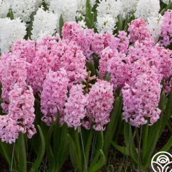 Pink Pearl><noscript><img width=