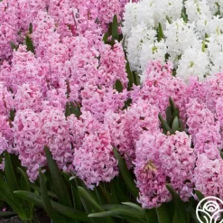 Pink Pearl><noscript><img width=