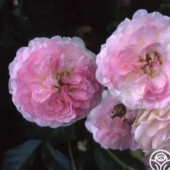 Pink Prosperity>Heirloom Roses