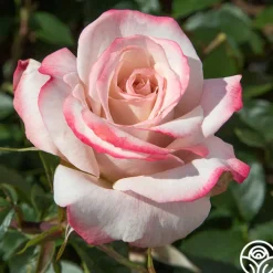 Pinkerbelle™>Heirloom Roses Sale