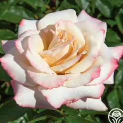 Pinkerbelle™>Heirloom Roses Sale