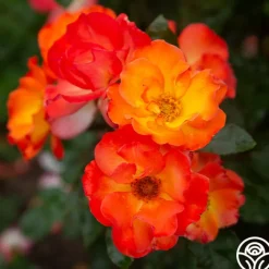 Playboy®>Heirloom Roses Sale