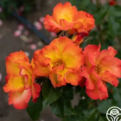 Playboy®>Heirloom Roses Sale