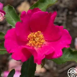 Playgirl™>Heirloom Roses Outlet