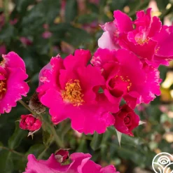 Playgirl™>Heirloom Roses Outlet