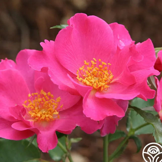 Playgirl™>Heirloom Roses Outlet