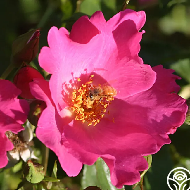 Playgirl™>Heirloom Roses Outlet