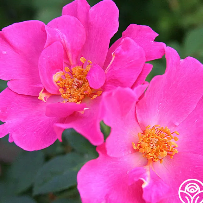 Playgirl™>Heirloom Roses Outlet