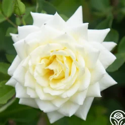 Polar Star®>Heirloom Roses Discount