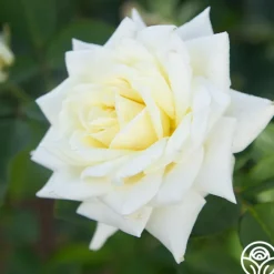 Polar Star®>Heirloom Roses Discount