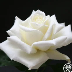 Polar Star®><noscript><img width=
