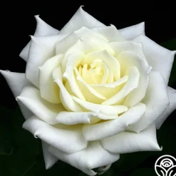 Polar Star®><noscript><img width=
