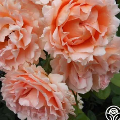 Polka®><noscript><img width=