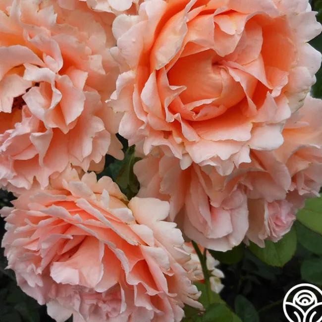Polka®>Heirloom Roses Discount