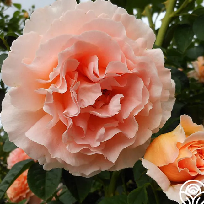 Polka®>Heirloom Roses Discount