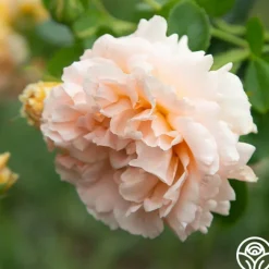 Polka®><noscript><img width=