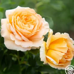 Polka®><noscript><img width=