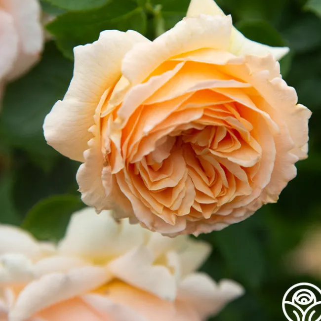 Polka®>Heirloom Roses Discount