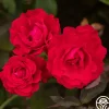 Polonaise>Heirloom Roses Best