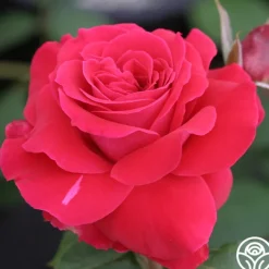 Polonaise>Heirloom Roses Best