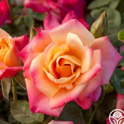 Polynesian Punch™>Heirloom Roses New