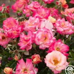 Polynesian Punch™>Heirloom Roses New