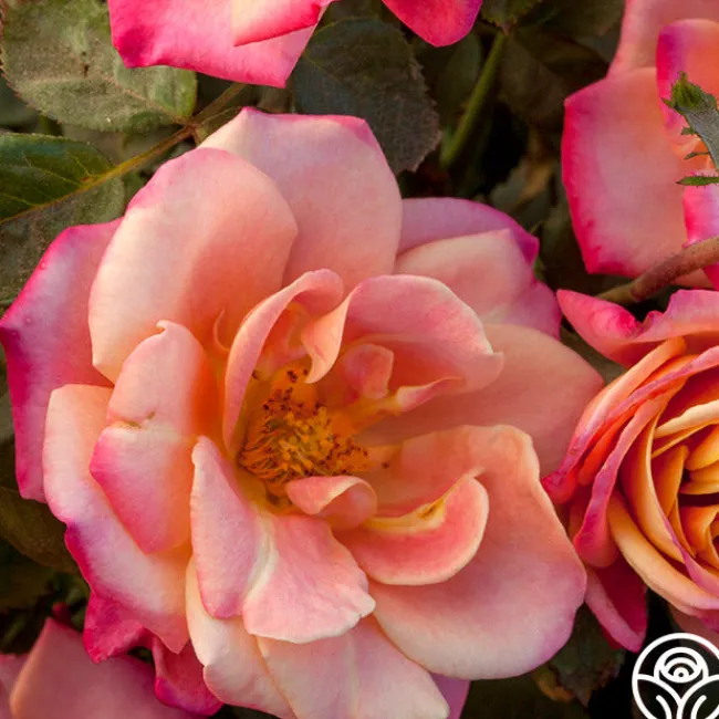 Polynesian Punch™>Heirloom Roses New