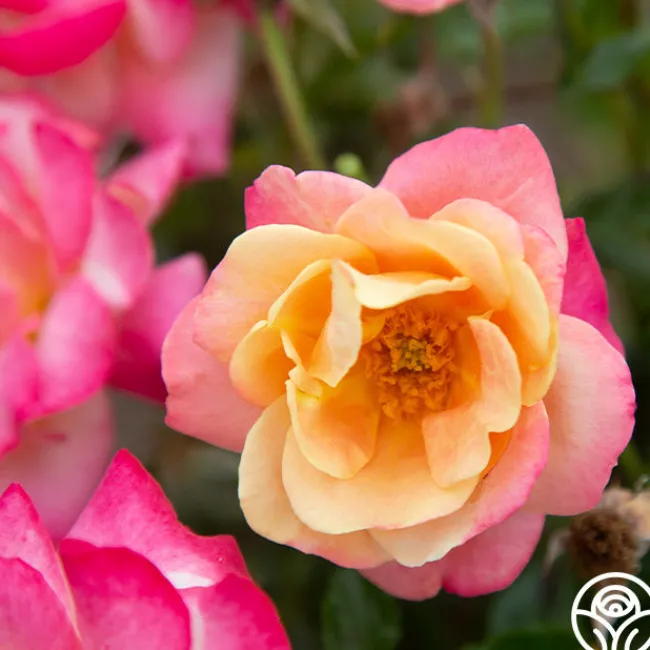 Polynesian Punch™>Heirloom Roses New