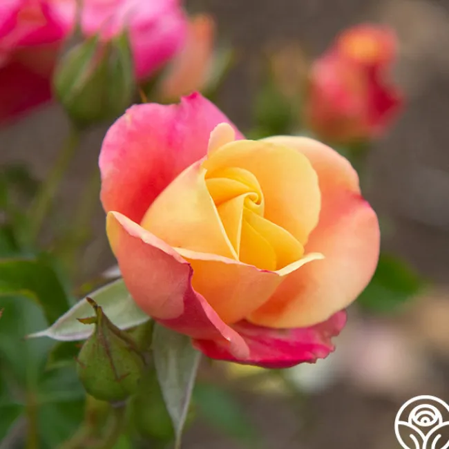 Polynesian Punch™>Heirloom Roses New