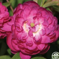 Pompon de Bourgogne>Heirloom Roses Outlet