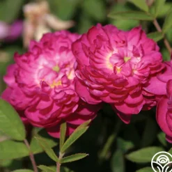 Pompon de Bourgogne>Heirloom Roses Outlet
