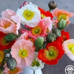 Poppy Colibri Mix>Heirloom Roses